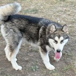 Alaskan Malamute puppies from Sigma Alaskan Malamutes