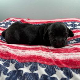 Midnight - Black male Dachshund puppy in Live Oak, Florida from Johnson’s Weiner Farm