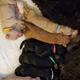 Poodle Puppies from Deborah Busch Poodles