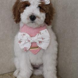 Ivy - Parti female Goldendoodle puppy in Warsaw, Ohio from Lovabledoodles