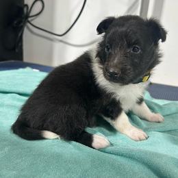 Yellow - Black and white female Shetland Sheepdog puppy in Fontanelle, Iowa from Jensen Farms Shelties