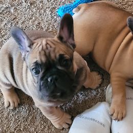 French Bulldog Puppies from 4 Leaf Frenchies