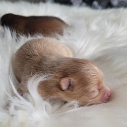 Rose - Cream parti female Pomeranian puppy in Brooklyn, New York from Svitlana's Pomeranians