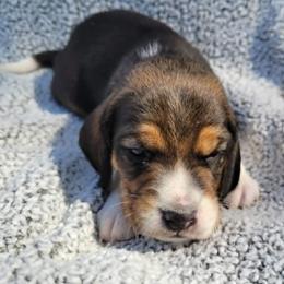 Meeny - Black tan and white male Beagle puppy in Palmyra, Nebraska from Nebraska K9's