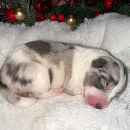 Girl 3 - Slate merle female Border Collie puppy in Jonesboro, Arkansas from Hampton Border Collies
