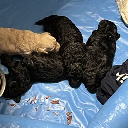 Maltipoo Puppies from Awwws&Pawws