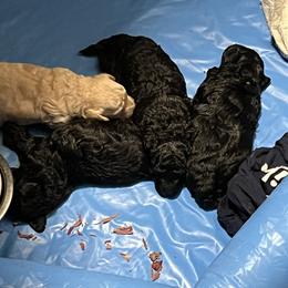 Maltipoo Puppies from Awwws&Pawws