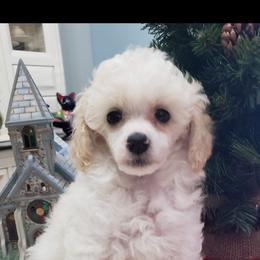 Poodle Puppies from Those Prissy P. Poodles