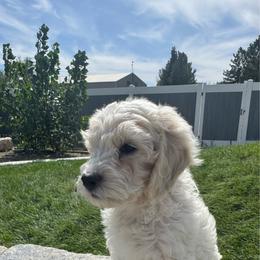 Karl Malone - Cream male Goldendoodle puppy in Pleasant Grove, Utah from Canterbury Canines