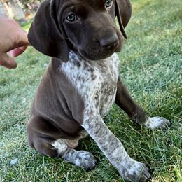 German Shorthaired Pointer Puppies from Juniper Ridge Pointers