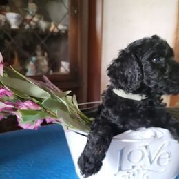 Poodle Puppies from Susan's Poodles