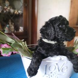 Poodle Puppies from Susan's Poodles