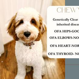 Chewy - Goldendoodle