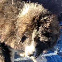 Karakachan All Grown Up from DeMaria Farm