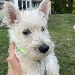 Scottish Terrier puppies from Carnes Croft Scotties