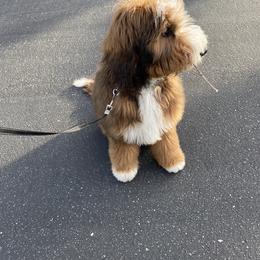 Bernedoodle All Grown Up from Backwoods Bernedoodles
