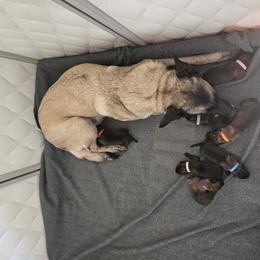 Purple - Mahogany male Belgian Malinois puppy in Chesterfield, Virginia from Love Belgian Malinois