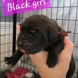 Pink Collar Girl - Black female Great Dane puppy in Longview, Texas from Lazy A Danes