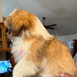 Louie - Tricolor male Shih Tzu puppy in Victorville, California from Precioustzus