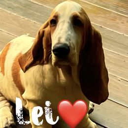 Lei - Basset Hound