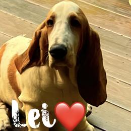 Lei - Basset Hound