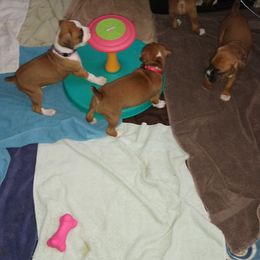 Boxer Puppies from A-L Desert Boxers