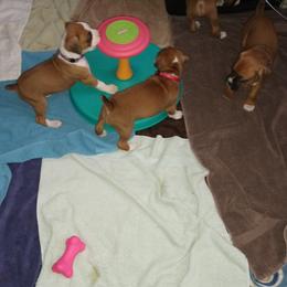Boxer Puppies from A-L Desert Boxers