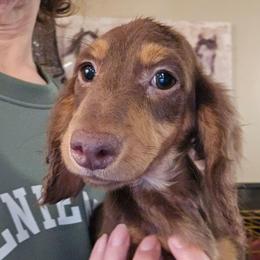 Sienna's smaller chocolate and tan longhair boy - Chocolate and tan male Dachshund puppy in Lyle, Washington from Wines Wienery