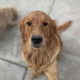 Rhea - Golden Retriever