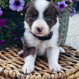 Girl 4 - purple collar - red and white - White and red female Border Collie puppy in Minden, Iowa from Rocking N Registered Border Collies & Labradors
