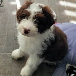 Aussiedoodle and Australian Shepherd Puppies from Holly Ridge Aussies
