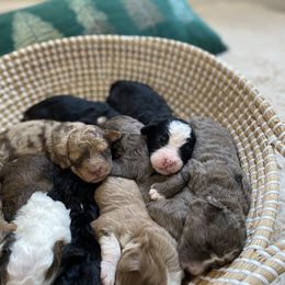 Bernedoodle, Cavapoo, and Goldendoodle Puppies from Doodle Amore