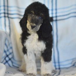 Quilt - Phantom female Poodle puppy in Delta, Colorado from PTK Ranch