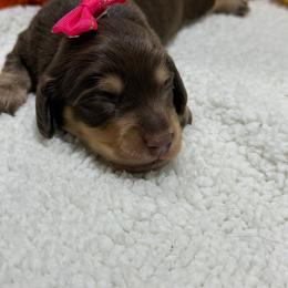 Mango - Chocolate and tan female Dachshund puppy in Mansfield, Missouri from Owens Farm