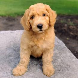 Musketeer - Apricot male Australian Labradoodle puppy in Harrisonburg, Virginia from Crown Doodles