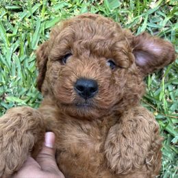 Waffles - Orange Collar - Red  male Goldendoodle puppy in Arcadia, California from Ginger Doodles