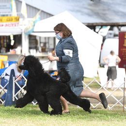 Poodle Puppies from D and D Standard Poodles