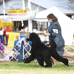 Poodle Puppies from D and D Standard Poodles