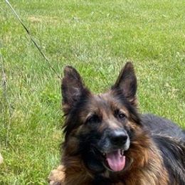 German Shepherds from Gina Falco