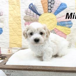 Milo - White male Coton de Tulear puppy in Cabool, Missouri from Big Gulch Puppies
