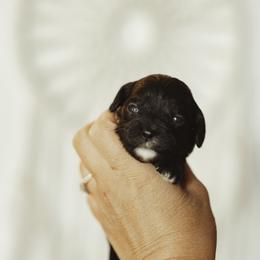 Boy 5 - Black and white Cavapoo puppy in Moses Lake, Washington from The Cav Family