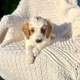 Snow White - Parti female Goldendoodle puppy in Stockton, California from Port City Doodles
