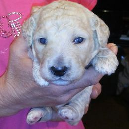 German Shepherds and Poodles from Puppy paradise