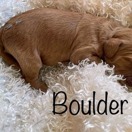 Goldendoodle Puppies from Ming’s Dynasty Doodles