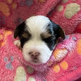 Dolly AKC - Black tan and white female Biewer Terrier puppy in Osteen, Florida from Moonshadow Biewer Terriers