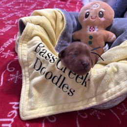 Carrot Top - black collar - Red  male Goldendoodle puppy in Chino Valley, Arizona from Bass Creek Doodles