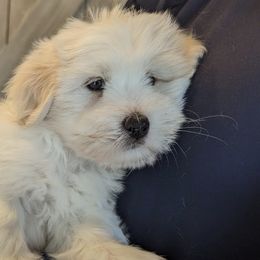 Cotons de Tulear from Sweet and Fun Cotons