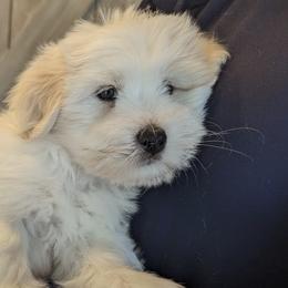 Cotons de Tulear from Sweet and Fun Cotons
