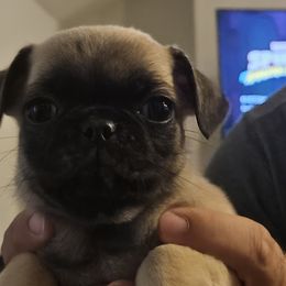 Lola - Fawn female Pug puppy in Hampstead, North Carolina from Delta pug puppies