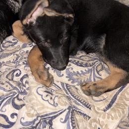 Purple girl - Bi-color female German Shepherd puppy in Centralia, Illinois from Janices AKC German Sheperds LLC
